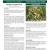 Northern Leopard Frog